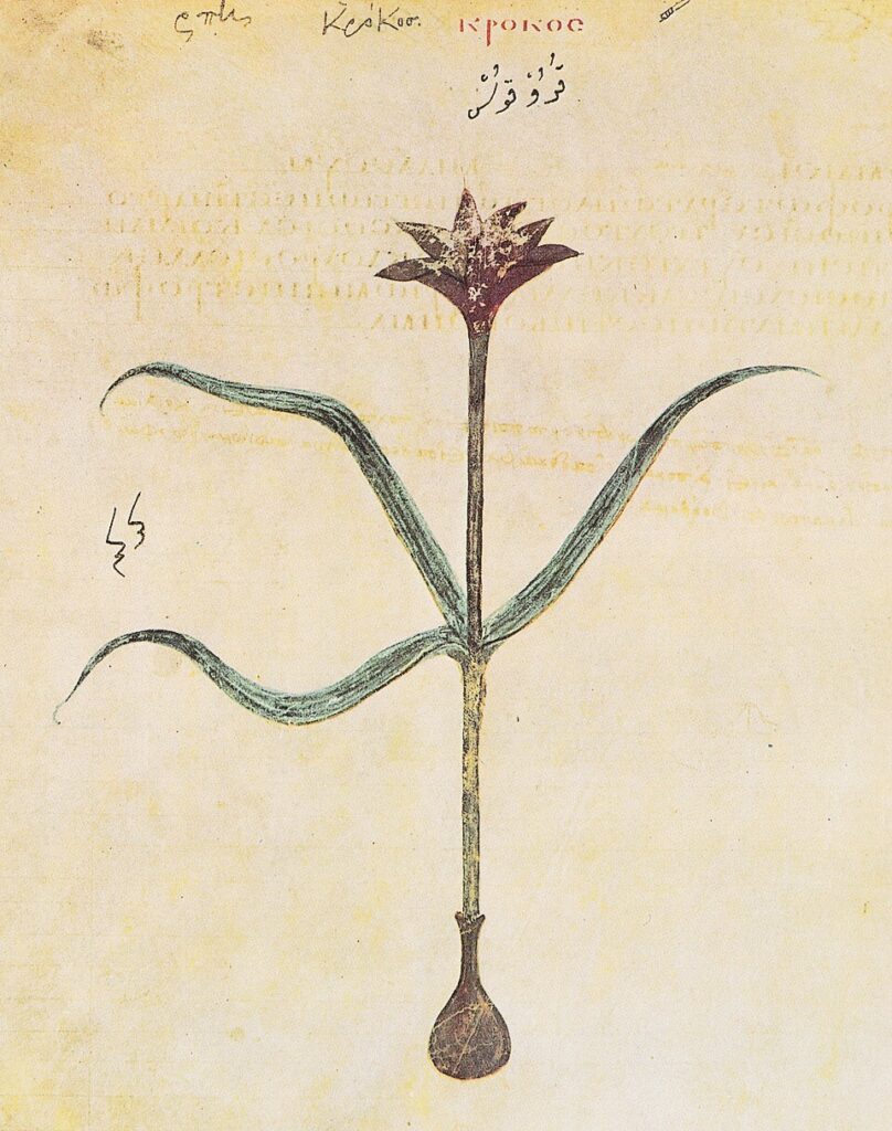 Le safran (Crocus sativus) dans le Dioscoride de Vienne, manuscrit byzantin du 6e siècle du De materia medica de Dioscoride.