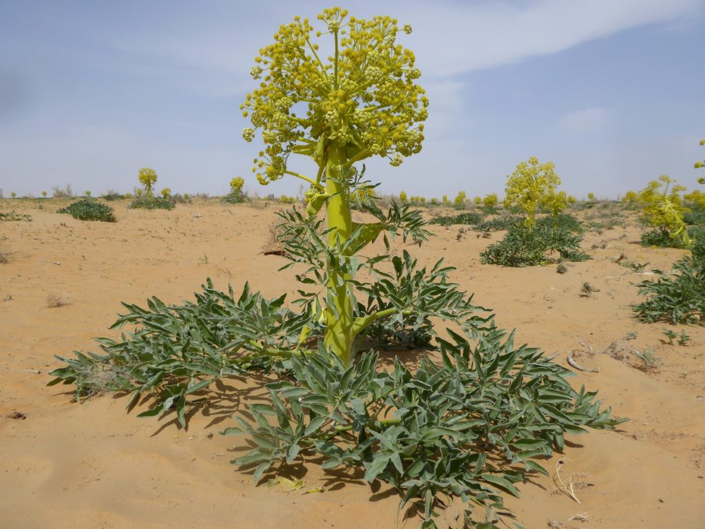 Ferula assa-foetida dans le désert de Kyzylkum, Ouzbékistan