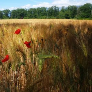 Wheat field (MG).