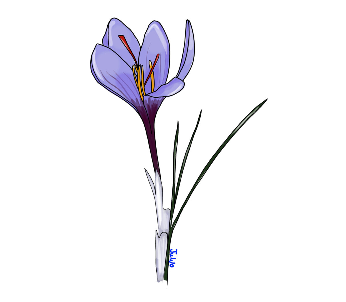crocus (1)