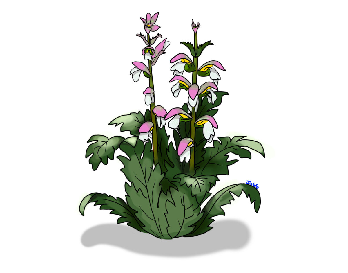 acanthus mollis
